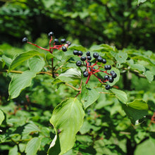 Load image into Gallery viewer, Pagoda Dogwood - Cornus alternifolia
