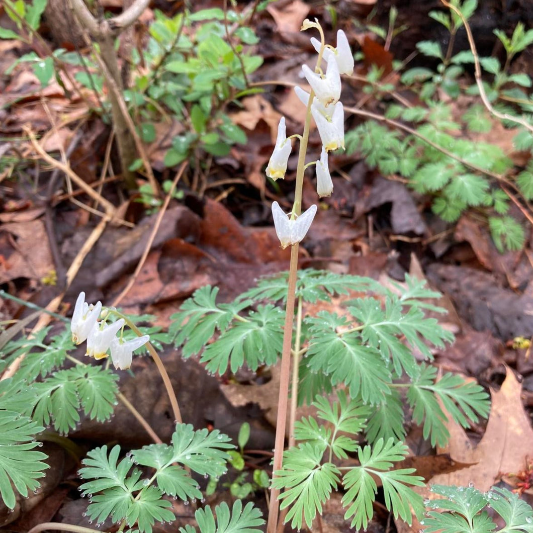 Dutchman's Breeches - Dicentra cucullaria