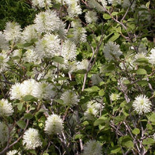 Load image into Gallery viewer, Mount Airy Witch Alder - Fothergilla &#39;Mount Airy&#39;

