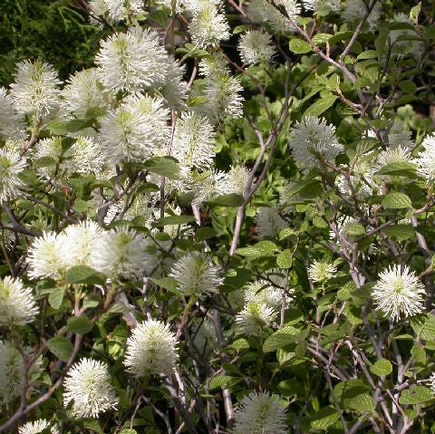 Mount Airy Witch Alder - Fothergilla 'Mount Airy'