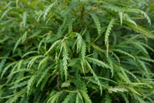 Load image into Gallery viewer, Sweetfern - Comptonia peregrina
