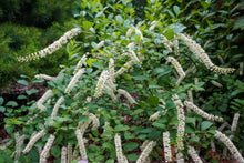 Load image into Gallery viewer, Virginia Sweetspire - Itea virginica &#39;Sprich&#39; Little Henry®
