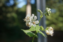 Load image into Gallery viewer, Virginia Mallow - Sida hermaphrodita

