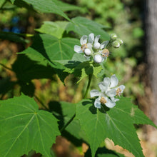 Load image into Gallery viewer, Virginia Mallow - Sida hermaphrodita
