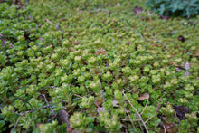 Load image into Gallery viewer, Larinum Park Woodland Stonecrop - Sedum ternatum &#39;Larinum Park&#39;
