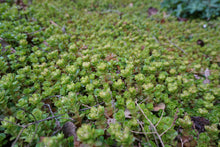 Load image into Gallery viewer, Woodland Stonecrop - Sedum ternatum &#39;Larinum Park&#39;
