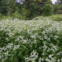 Load image into Gallery viewer, Clustered Mountain Mint - Pycnanthemum muticum
