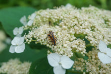 Load image into Gallery viewer, Haas Halo Smooth Hydrangea - Hydrangea arborescens &#39;Haas Halo&#39;
