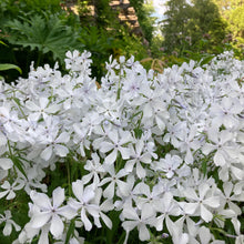 Load image into Gallery viewer, May Breeze Woodland Phlox - Phlox divaricata &#39;May Breeze&#39;
