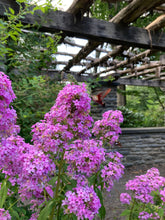 Load image into Gallery viewer, Jeana Garden Phlox - Phlox paniculata 'Jeana'
