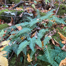 Load image into Gallery viewer, Christmas Fern - Polystichum acrostichoides
