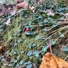 Load image into Gallery viewer, Partridgeberry - Mitchella repens
