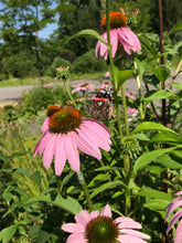 Load image into Gallery viewer, Purple Coneflower - Echinacea purpurea
