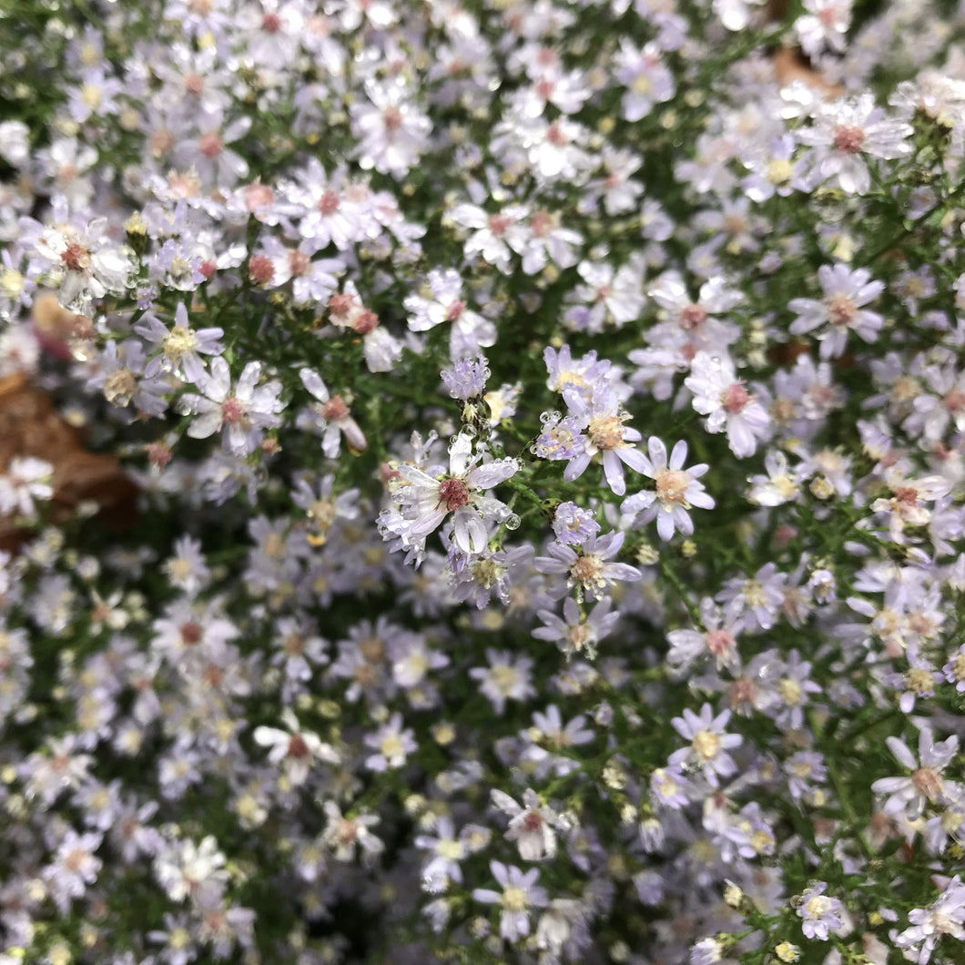 Blue Wood Aster - Symphyotrichum cordifolium