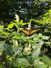 Load image into Gallery viewer, Dwarf Summersweet - Clethra alnifolia &#39;Hummingbird&#39;
