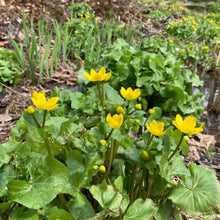 Load image into Gallery viewer, Marsh Marigold - Caltha palustris
