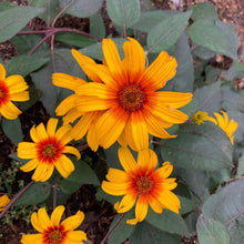 Load image into Gallery viewer, Burning Hearts False Sunflower - Heliopsis helianthoides var. scabra 'Burning Hearts'
