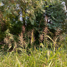 Load image into Gallery viewer, Bottlebrush Grass - Elymus hystrix
