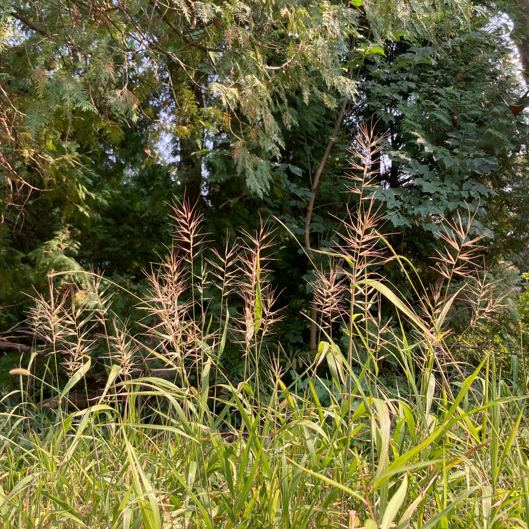 Bottlebrush Grass - Elymus hystrix