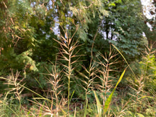 Load image into Gallery viewer, Bottlebrush Grass - Elymus hystrix

