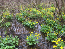 Load image into Gallery viewer, Marsh Marigold - Caltha palustris

