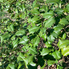 Load image into Gallery viewer, American Holly (Male) - Ilex opaca &#39;Jersey Knight&#39;
