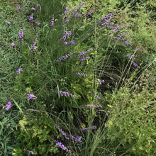 Load image into Gallery viewer, Smallhead Blazing Star - Liatris microcephala
