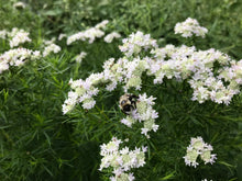Load image into Gallery viewer, Virginia Mountain Mint - Pycnanthemum virginianum
