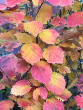 Load image into Gallery viewer, Mount Airy Witch Alder - Fothergilla &#39;Mount Airy&#39;
