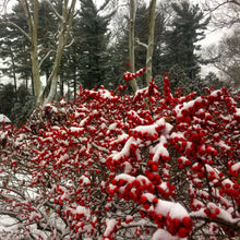 Load image into Gallery viewer, Red Sprite Winterberry (Female) - Ilex verticillata 'Red Sprite'
