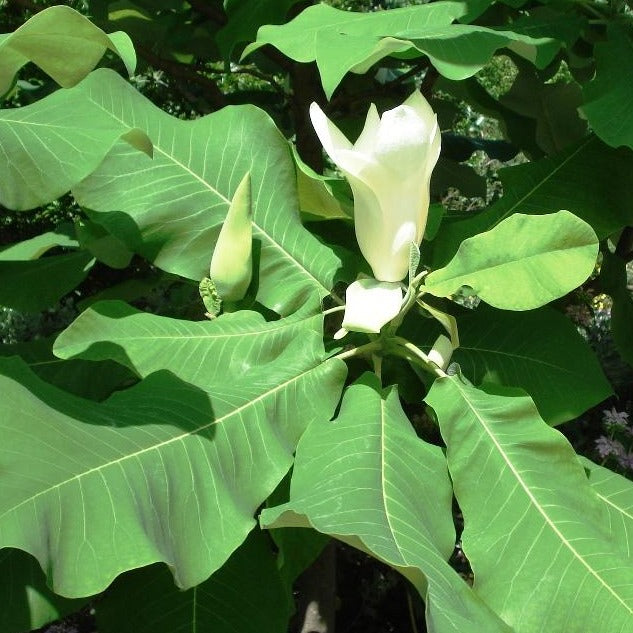 Dwarf Bigleaf Magnolia - Magnolia macrophylla var. ashei