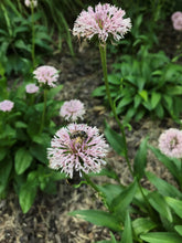 Load image into Gallery viewer, Barbara's Buttons - Marshallia grandiflora
