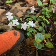 Load image into Gallery viewer, Partridgeberry - Mitchella repens
