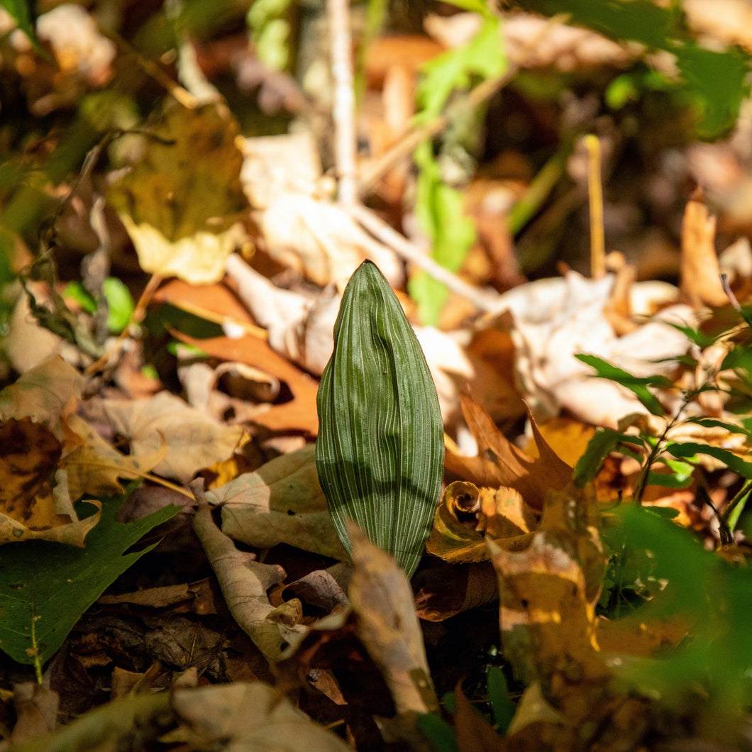 Adam and Eve Orchid - Aplectrum hyemale