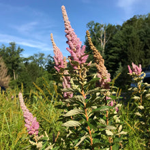 Load image into Gallery viewer, Meadowsweet - Spiraea tomentosa
