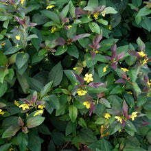 Load image into Gallery viewer, Fringed Loosestrife - Lysimachia ciliata
