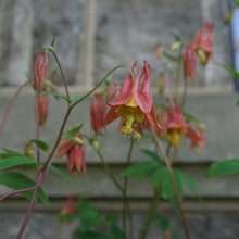 Load image into Gallery viewer, Eastern Red Columbine - Aquilegia canadensis
