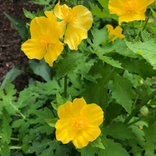 Load image into Gallery viewer, Yellow Wood Poppy - Stylophorum diphyllum
