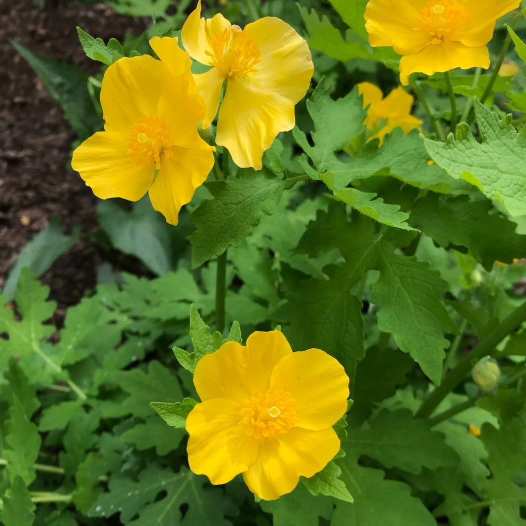 Yellow Wood Poppy - Stylophorum diphyllum