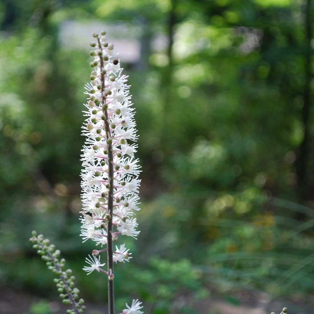 Fairy Wand - Chamaelirium luteum