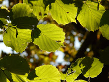 Load image into Gallery viewer, American Hazelnut - Corylus americana
