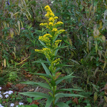 Load image into Gallery viewer, Seaside Goldenrod - Solidago sempervirens
