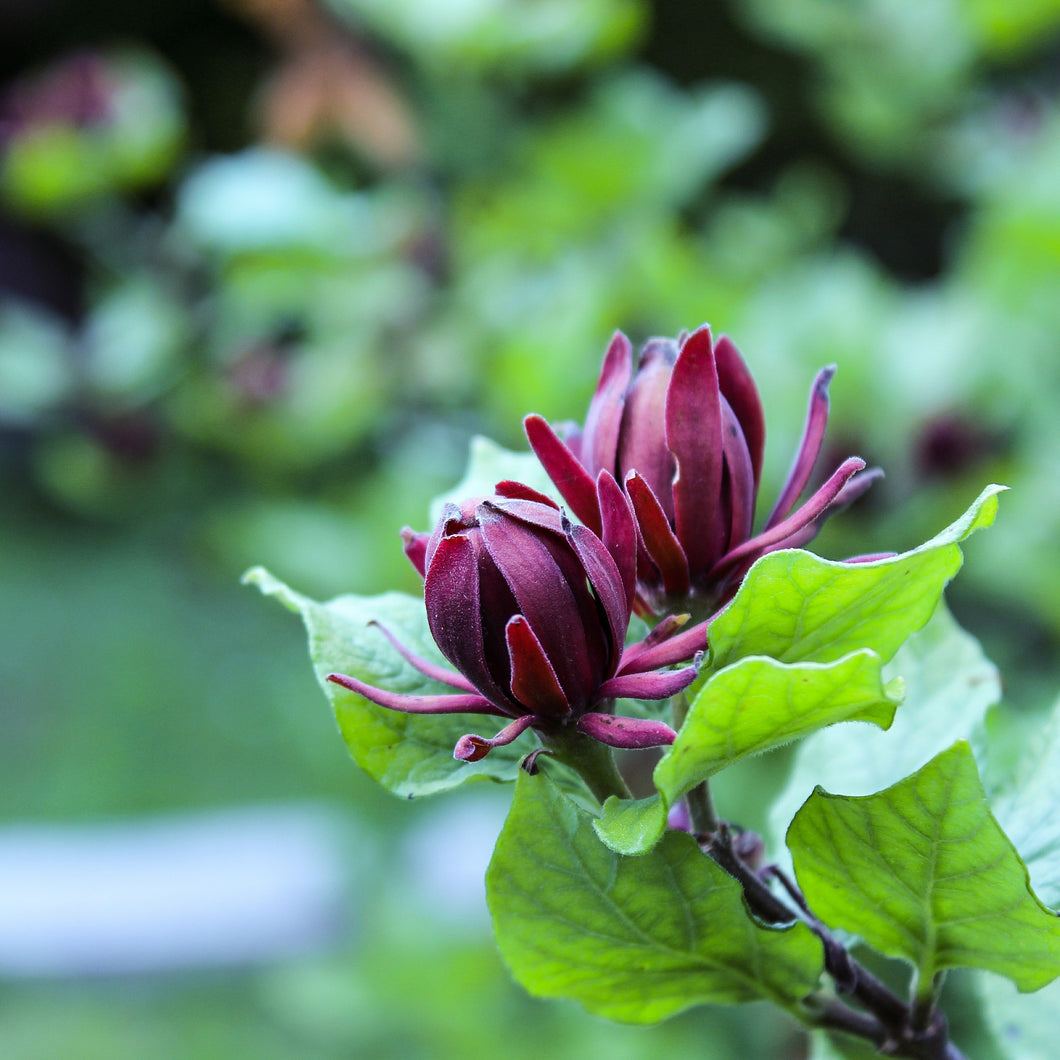 Michael Lindsey Carolina Allspice - Calycanthus floridus 'Michael Lindsey'
