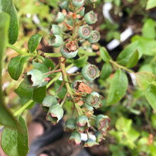 Load image into Gallery viewer, Bluecrop Highbush Blueberry - Vaccinium corymbosum 'Bluecrop’
